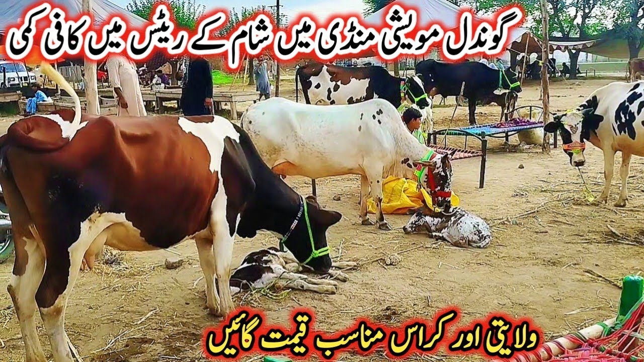 Today Gondal Mandi latest update 02March2026!jersey cow latest Rate update!desi cow for sale near me