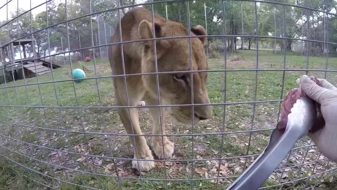 Zabu Tries to Sneak a Snack!