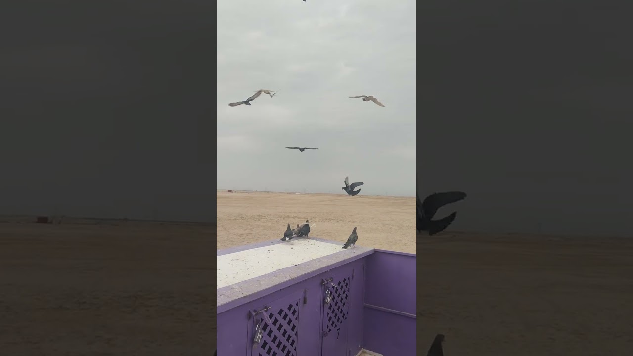 مطيار اليوم والصخريه