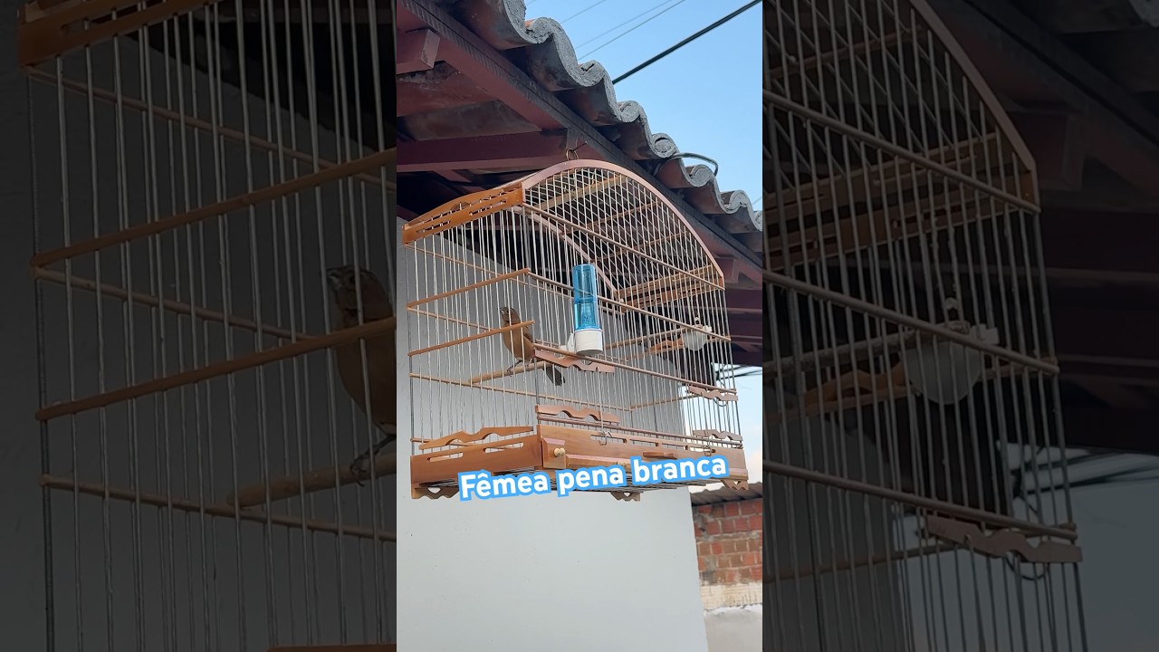 Esse piada da f&ecirc;mea pena branca vai deixar seu azul&atilde;o louco #passaros #azulao