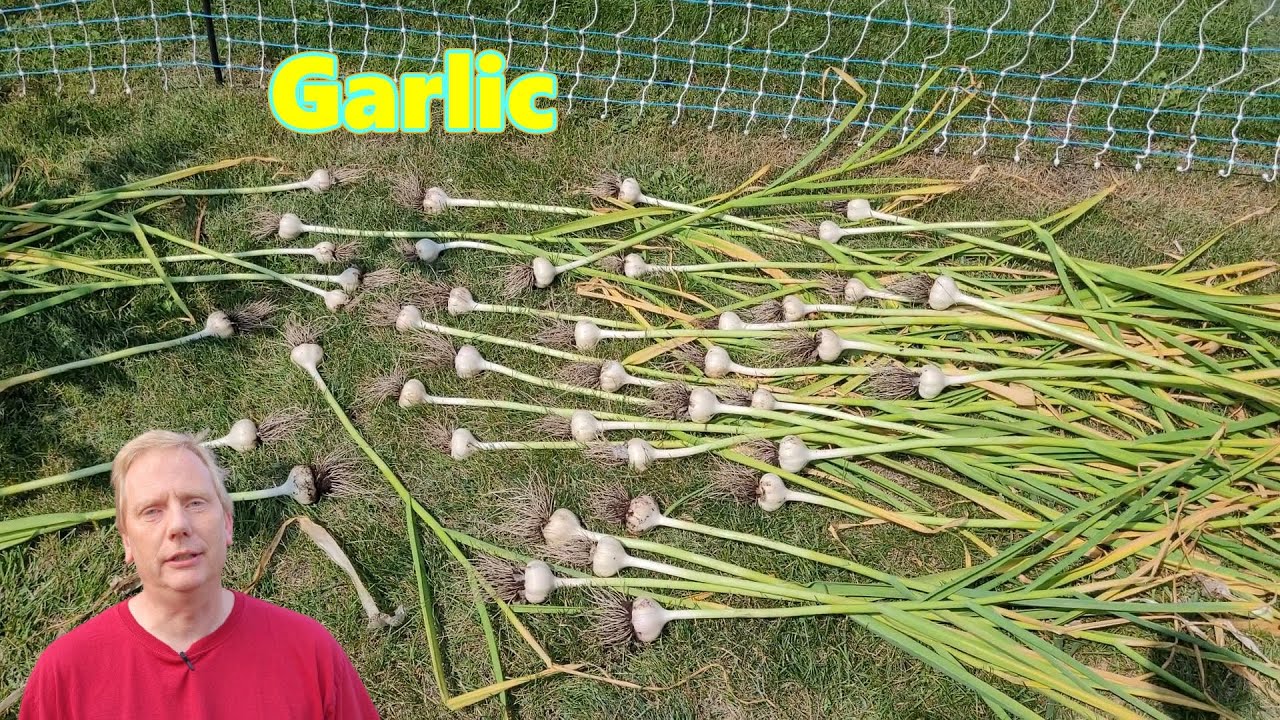 Final Garlic Harvest of 2023 - Chesnok Red and Metechi