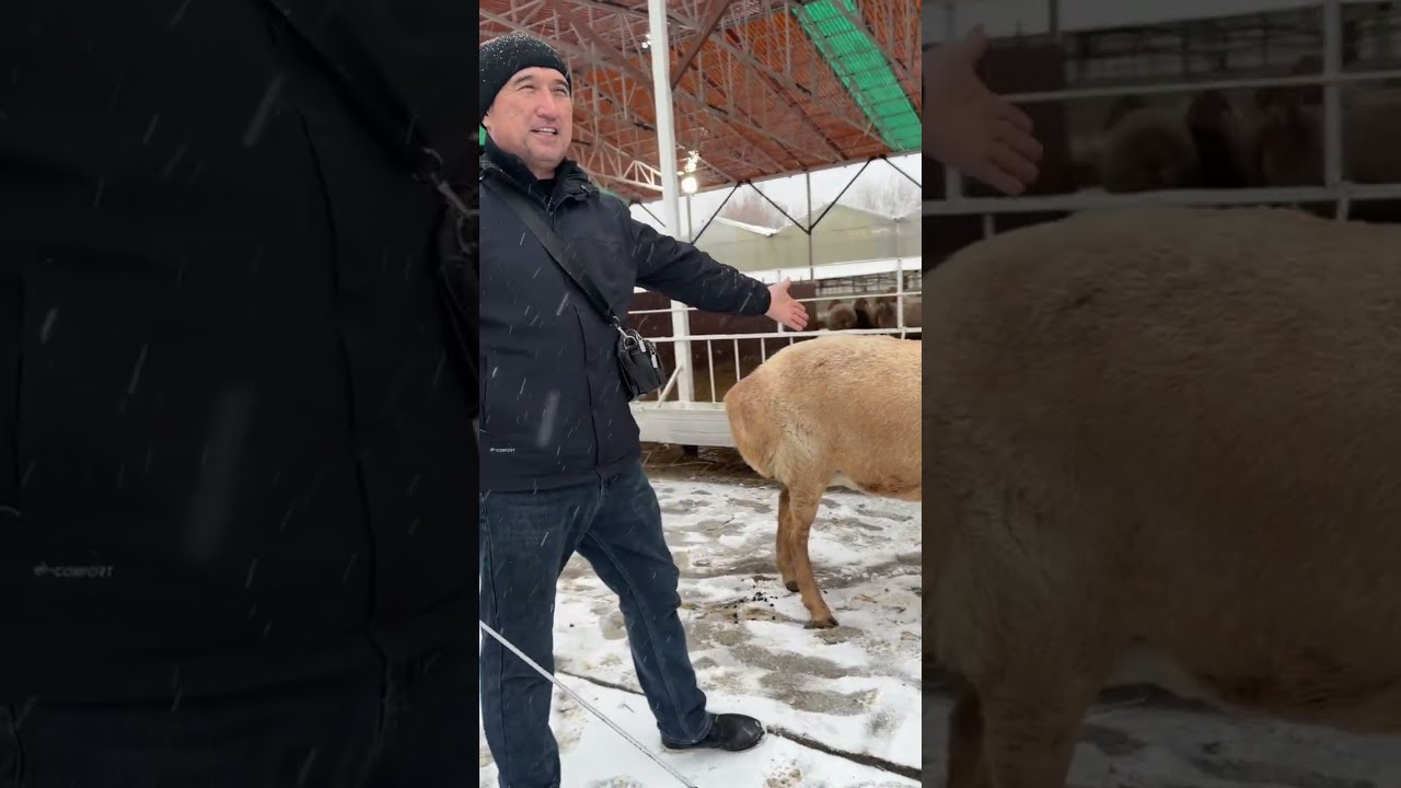 Зохиджон хакимов арашан куйлар хакида 