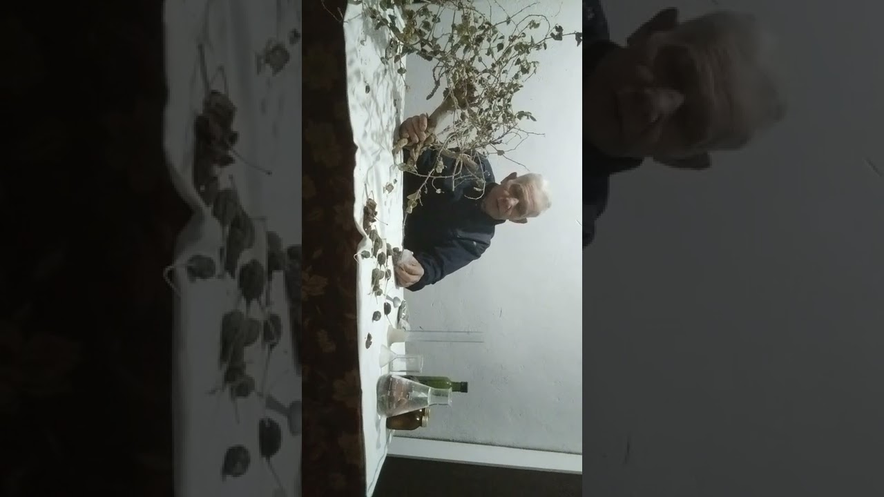 Ковил,олтиндин киммат усимлик!