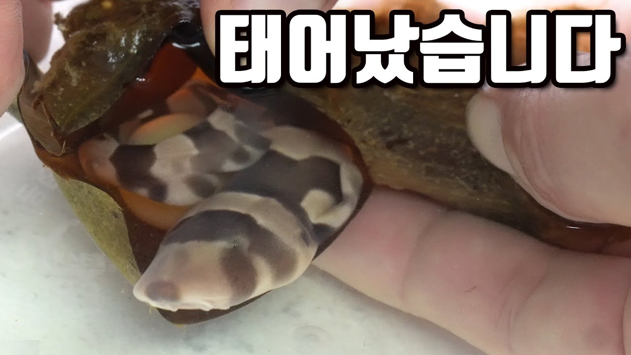 птенец вылупился из яйца