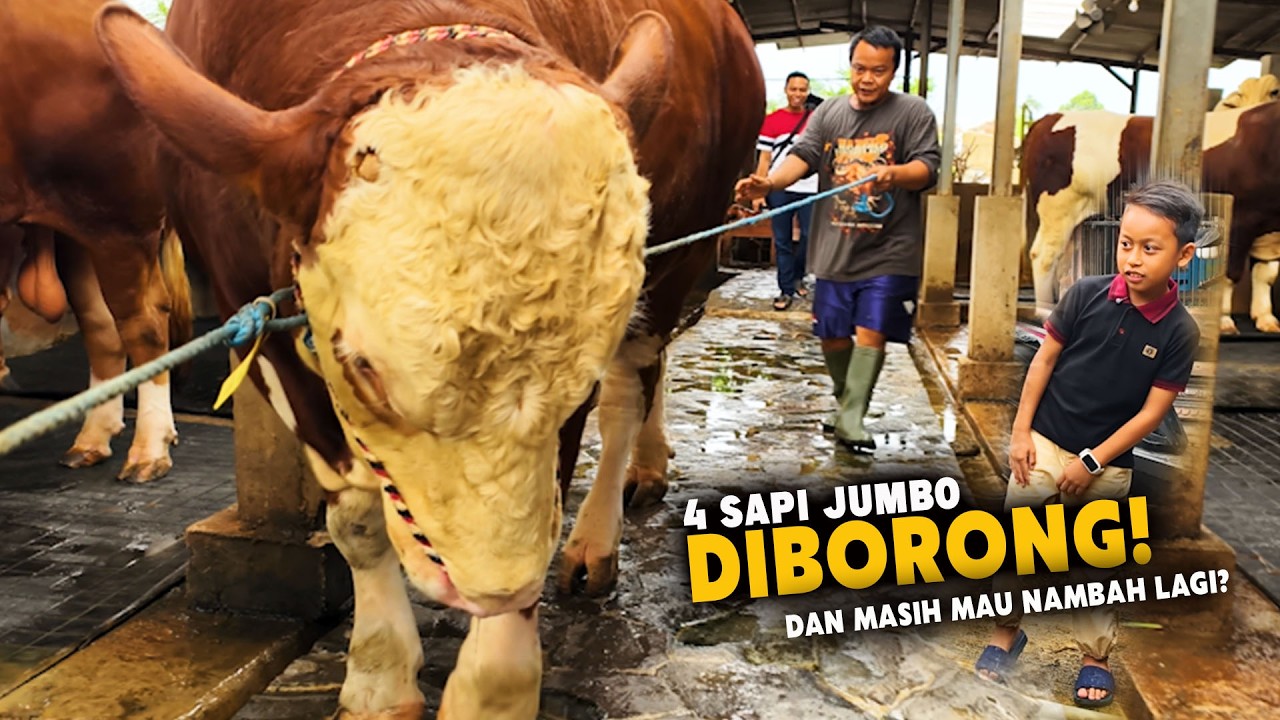 Deal 3 Sapi Jumbo 1 Ton Up, Dan Masih Mau Nambah Lagi,