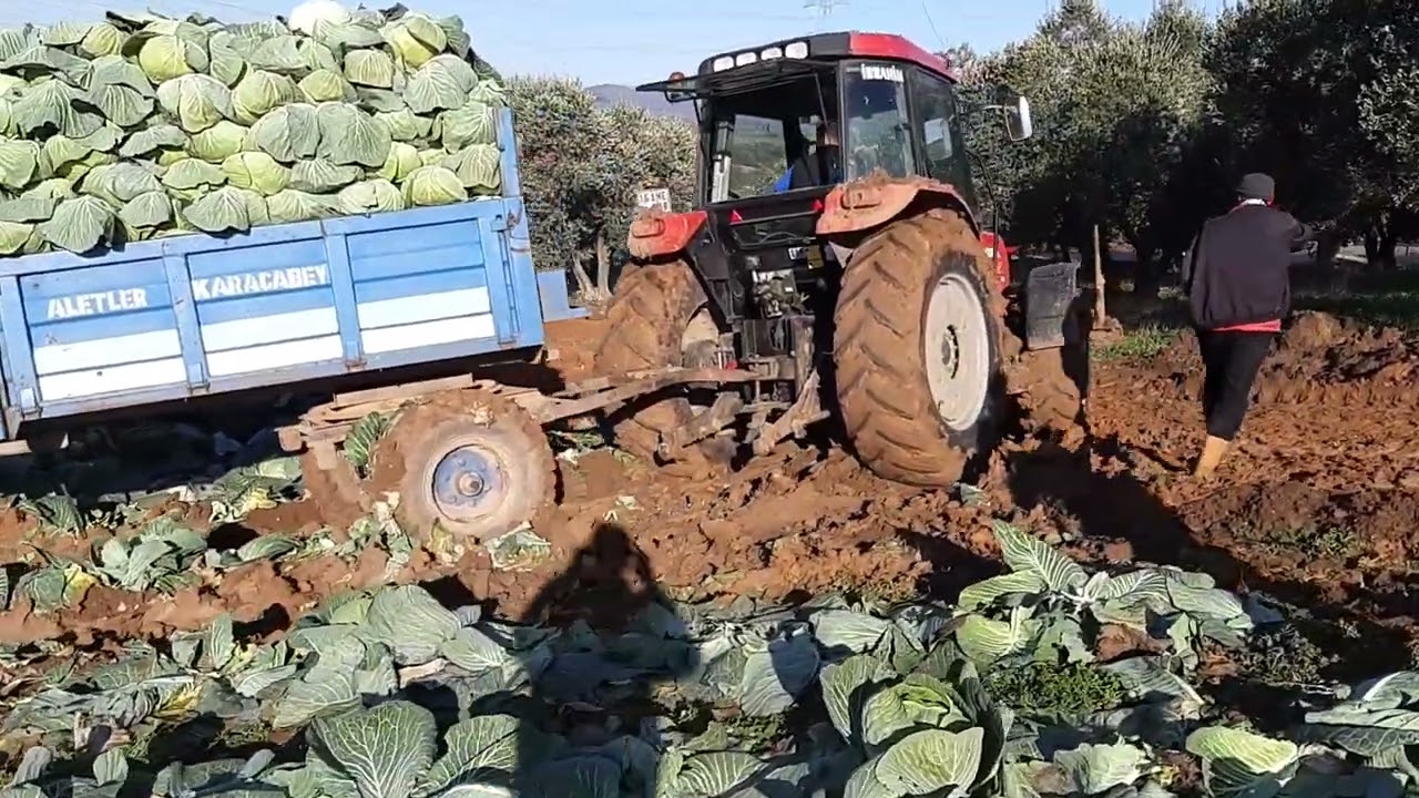 Massey Ferguson 3.085 D Phantom batmış kelem römorkunu kurtarıyor...!