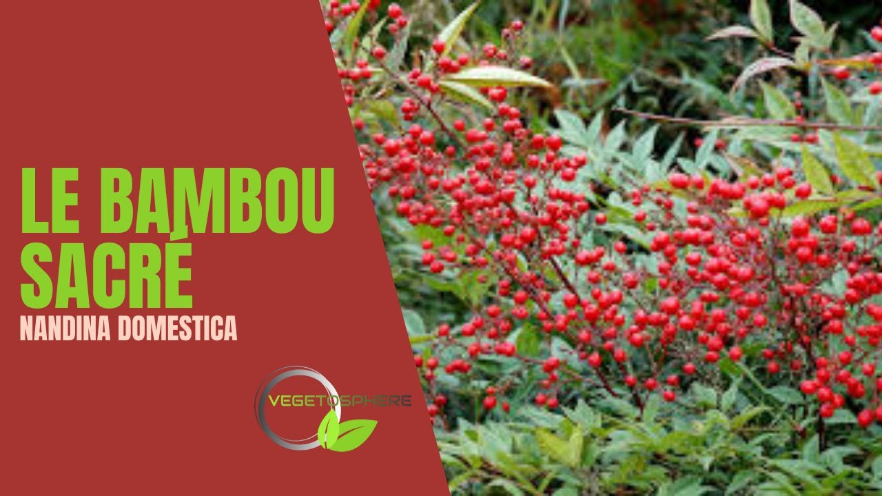 Le Bambou sacré Nandina domestica #bambou #nandina #garden #vegetosphere #jardin #bambousacre