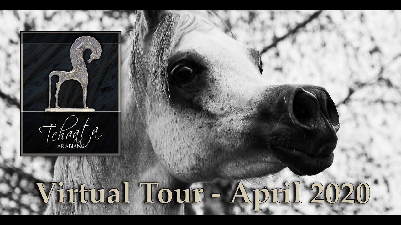 Tchaata Arabians' Virtual Tour - April 2020