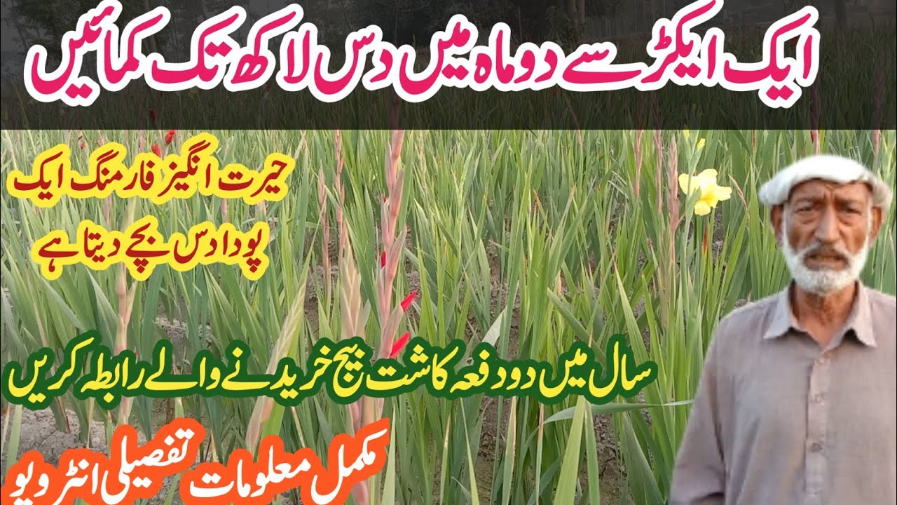 How to Earn From Flowers Farming Business | Best Flowering plants Selection | Glad Flower Farming
