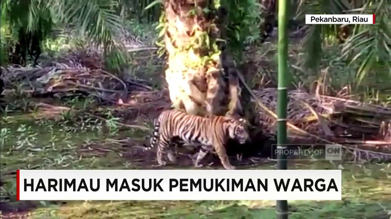 Ngeri! Ada Harimau Masuk Pemukiman Warga