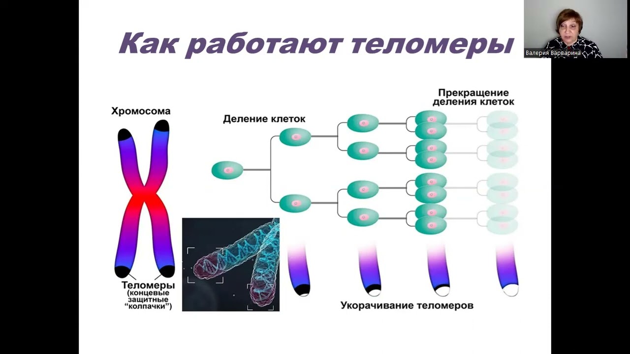 Как остановить старение. Теломеры