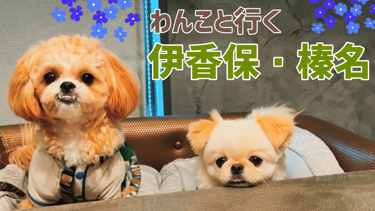 愛犬と伊香保・榛名：Doggyスイート ペロ／榛名神社／少林山達磨寺／伊香保石段街