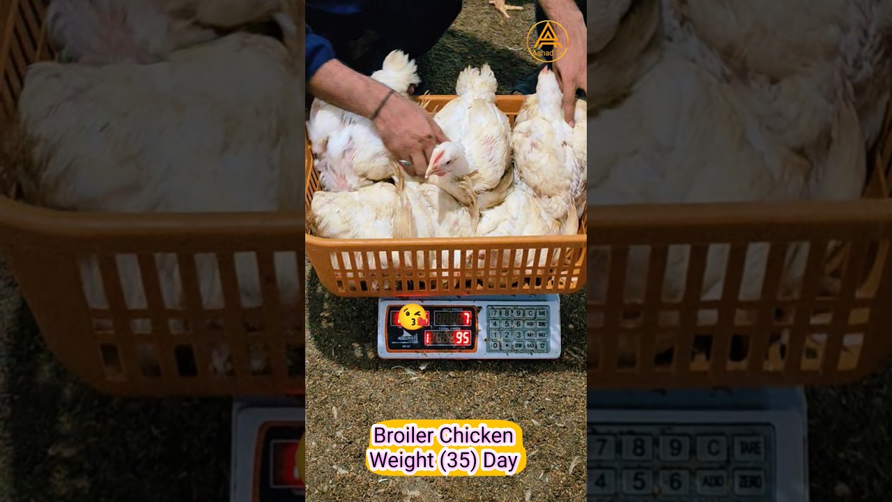 How to Chicks Weights (35) Day🐔👀⚖️ #shorts #viral