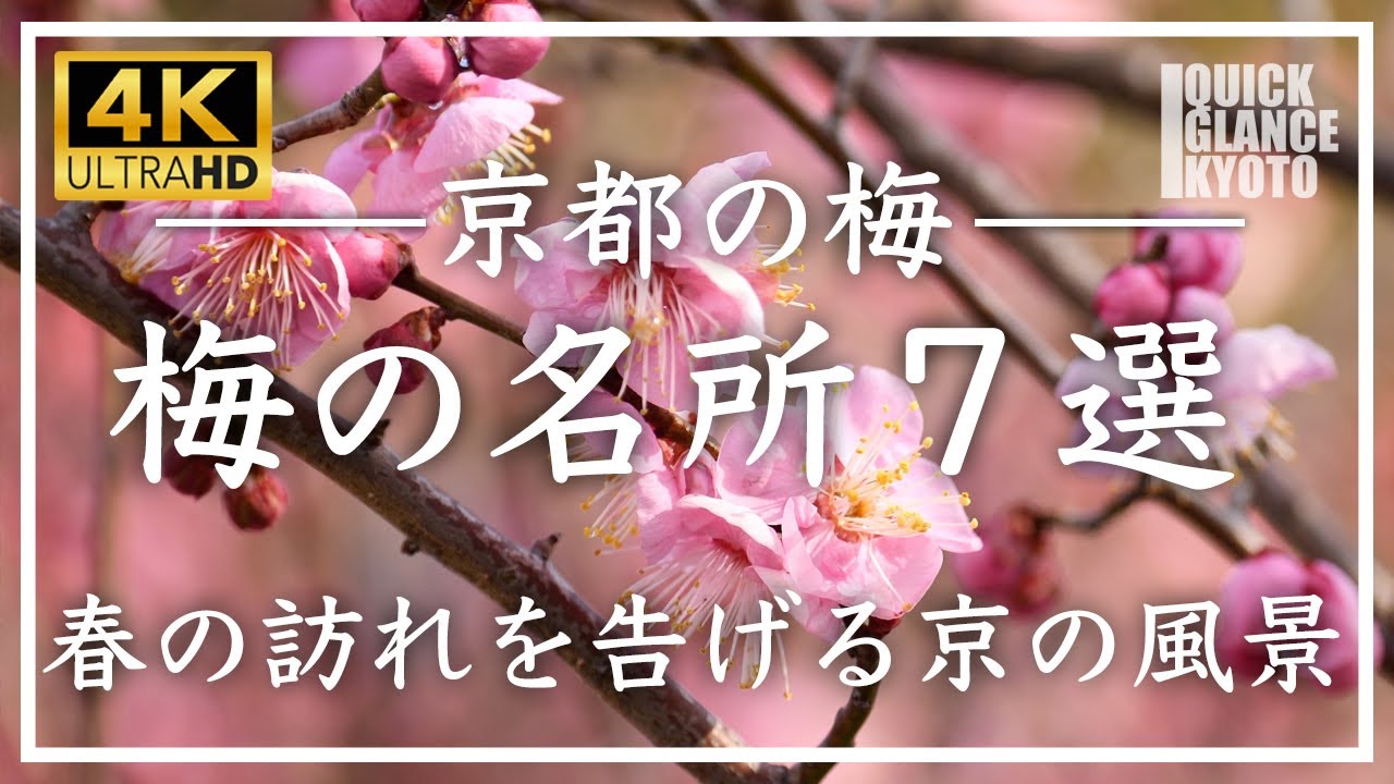 梅ほころぶ京都 〜 一足先に春の訪れを告げる京都の梅をご覧ください。北野天満宮〜城南宮〜同志社大学礼拝堂〜下鴨神社〜随心院〜長岡天満宮〜二条城