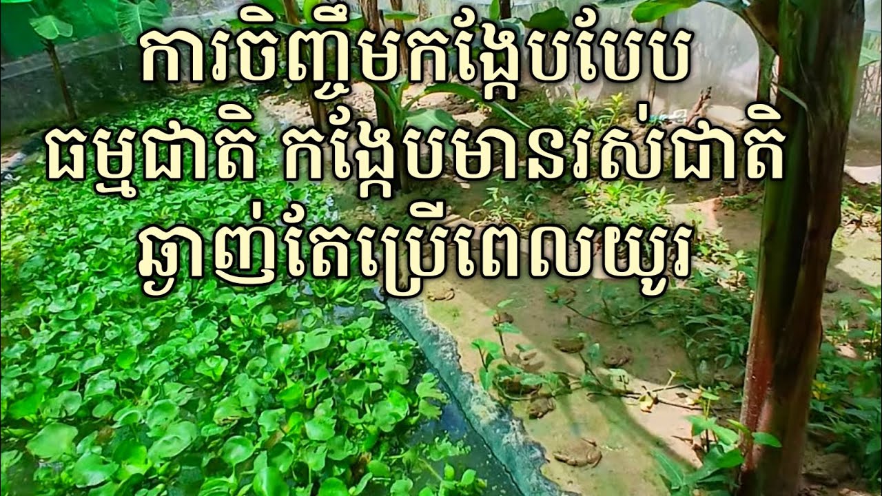 ការចិញ្ចឹមកង្កែបបែបធម្មជាតិ