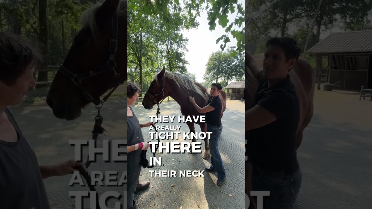 Working on Comtois carriage horse