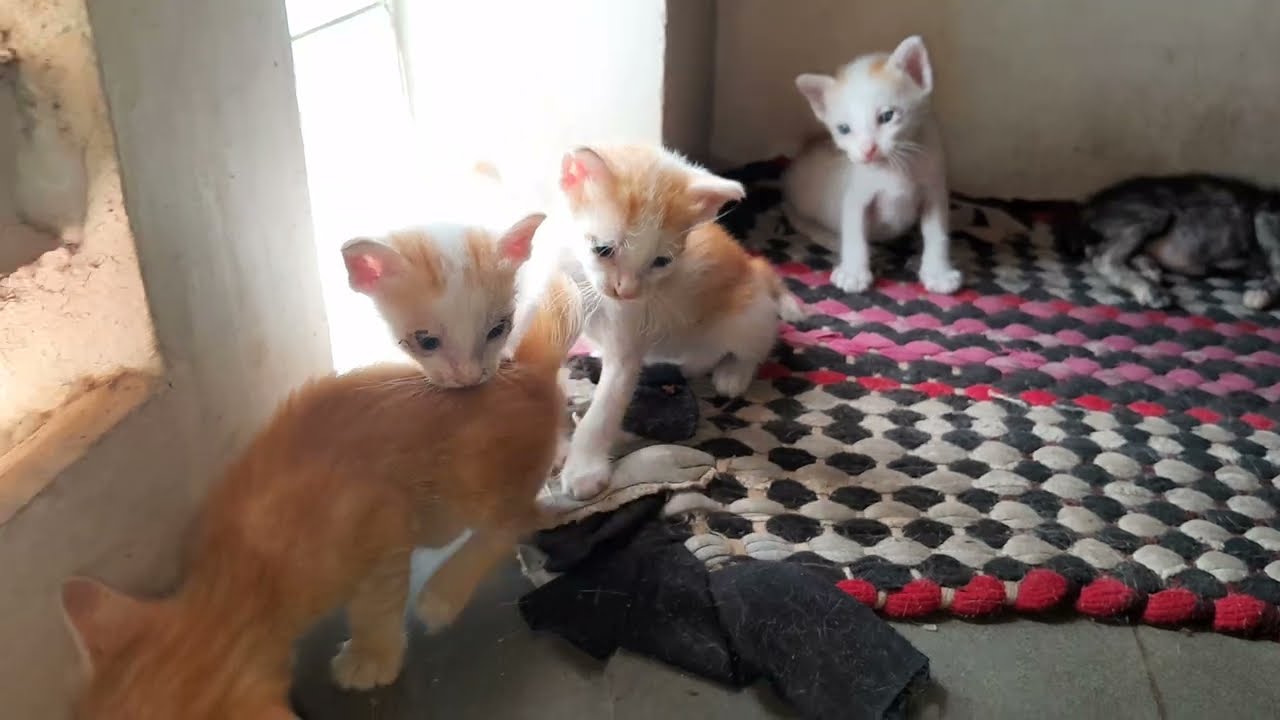 Very lovely the little kittens are playing together happiness 