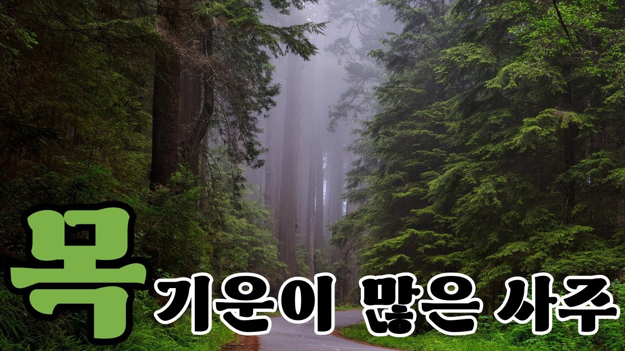 『목(木) 기운이 많은 사주』 木의 태과｜초급