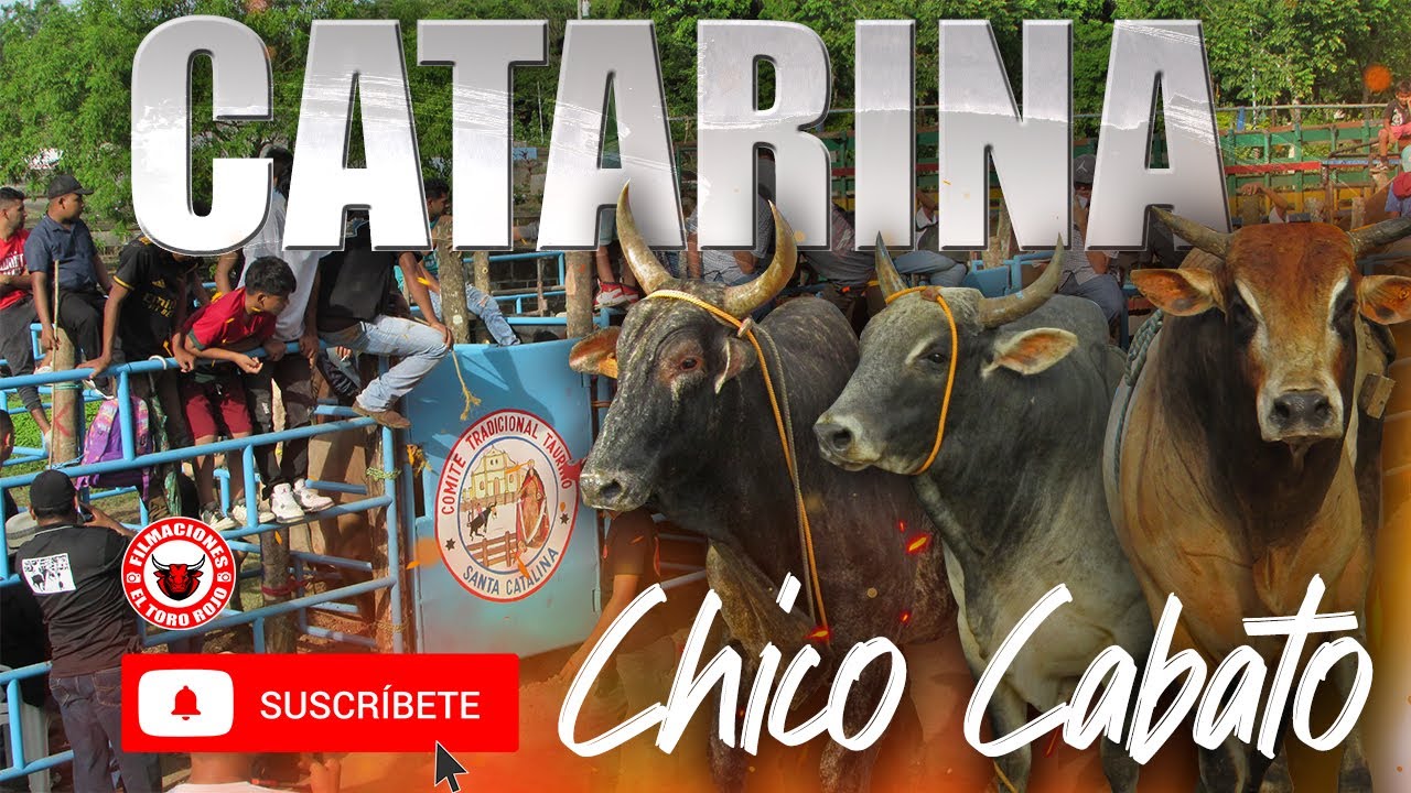 MONTAS DE TOROS CATARINA 2023 GANADERIA HIERBA BUENA CHICO CABATO
