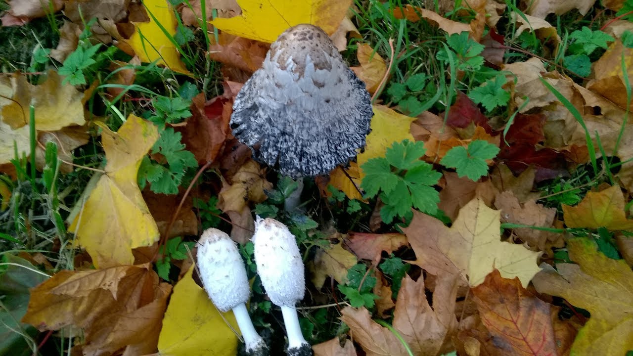 Czernidłak kołpakowaty - Coprinus comatus - Jadalny, ale...