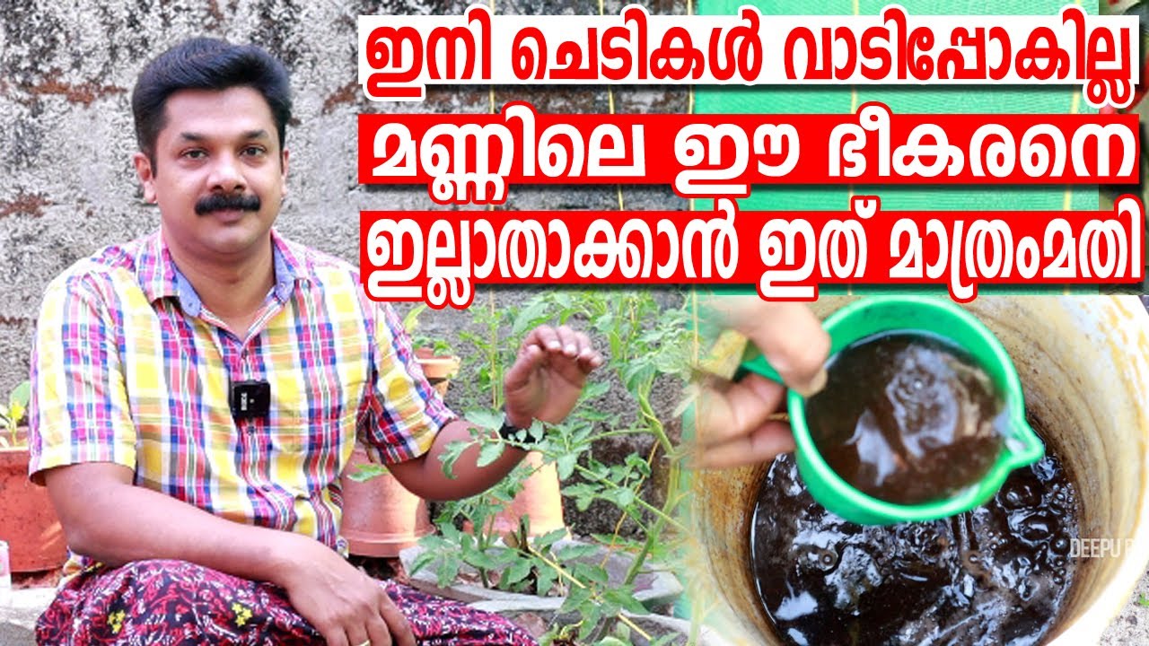 ഇനി ചെടികൾ വാടിപോകില്ല... മണ്ണിലെ ഈ ഭീകരനെ ഇല്ലാതാക്കാൻ ഇത് മാത്രം മതി | Soil Pesticide