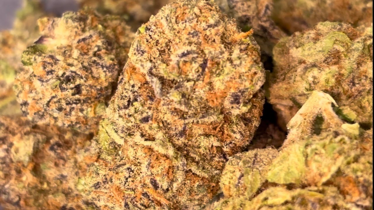 THCA SMALL BUDS 9LB HAMMER REVIEW THCASMALLBUDS.com