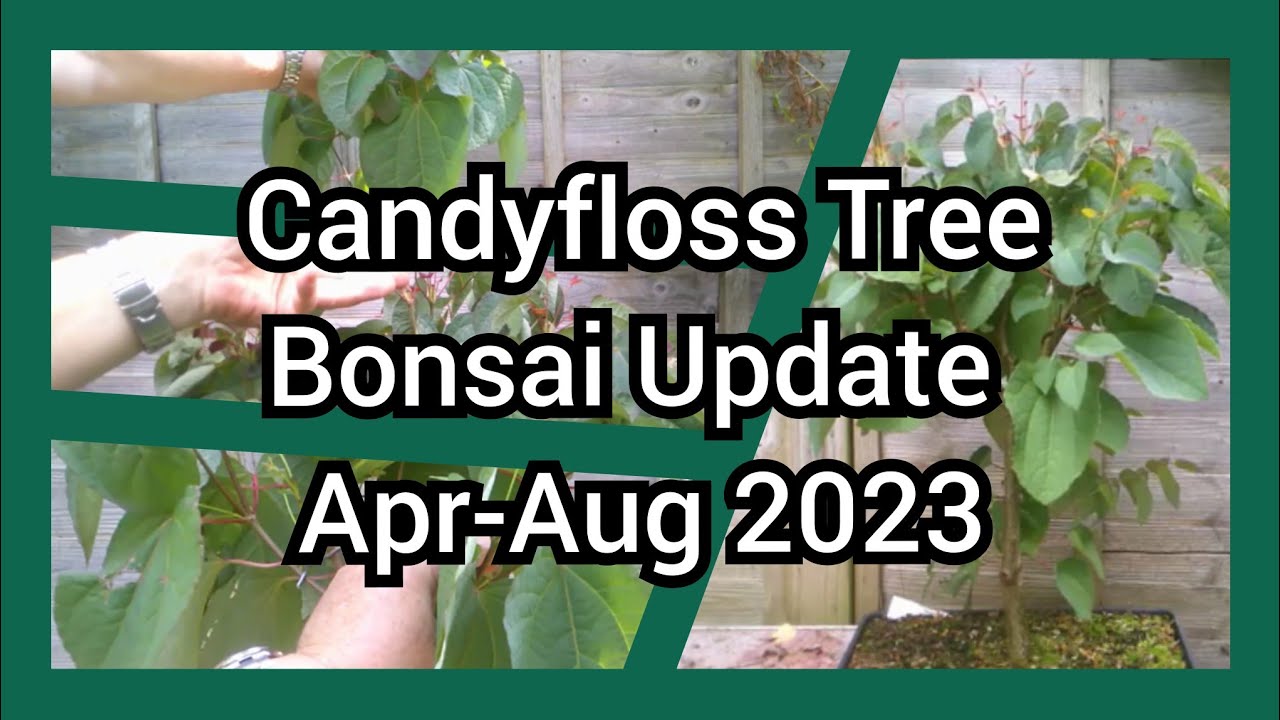 Candyfloss/Gingerbread Bonsai Tree Update Aug 2023