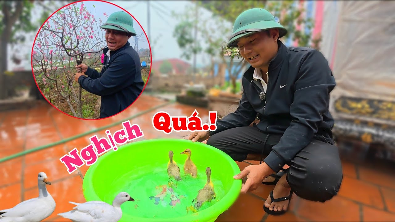 Trồng Lại Cây Đào Tết Và Tắm Cho Vịt Con Vừa Tranh Thủ Bán Cá....