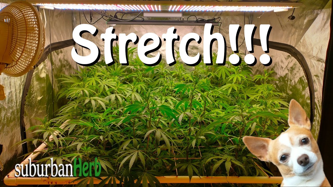 In-house genetics Candy Cane can't stop stretching! Viparspectra ks3000 multiplant grow in flower.