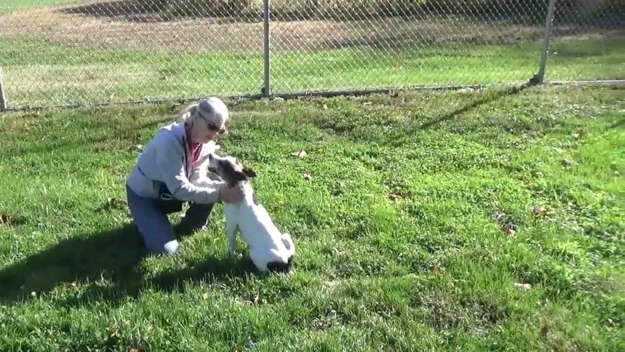 Domino -  little guy all ready for adoption at Brown County Humane Society