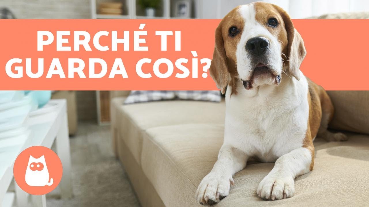 Perché il mio cane mi fissa? 👀🐕 (4 motivi)