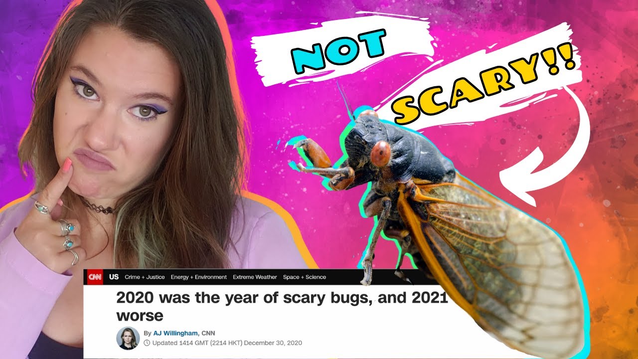 Bug Scientist Reacts || Periodical Cicadas and Other 