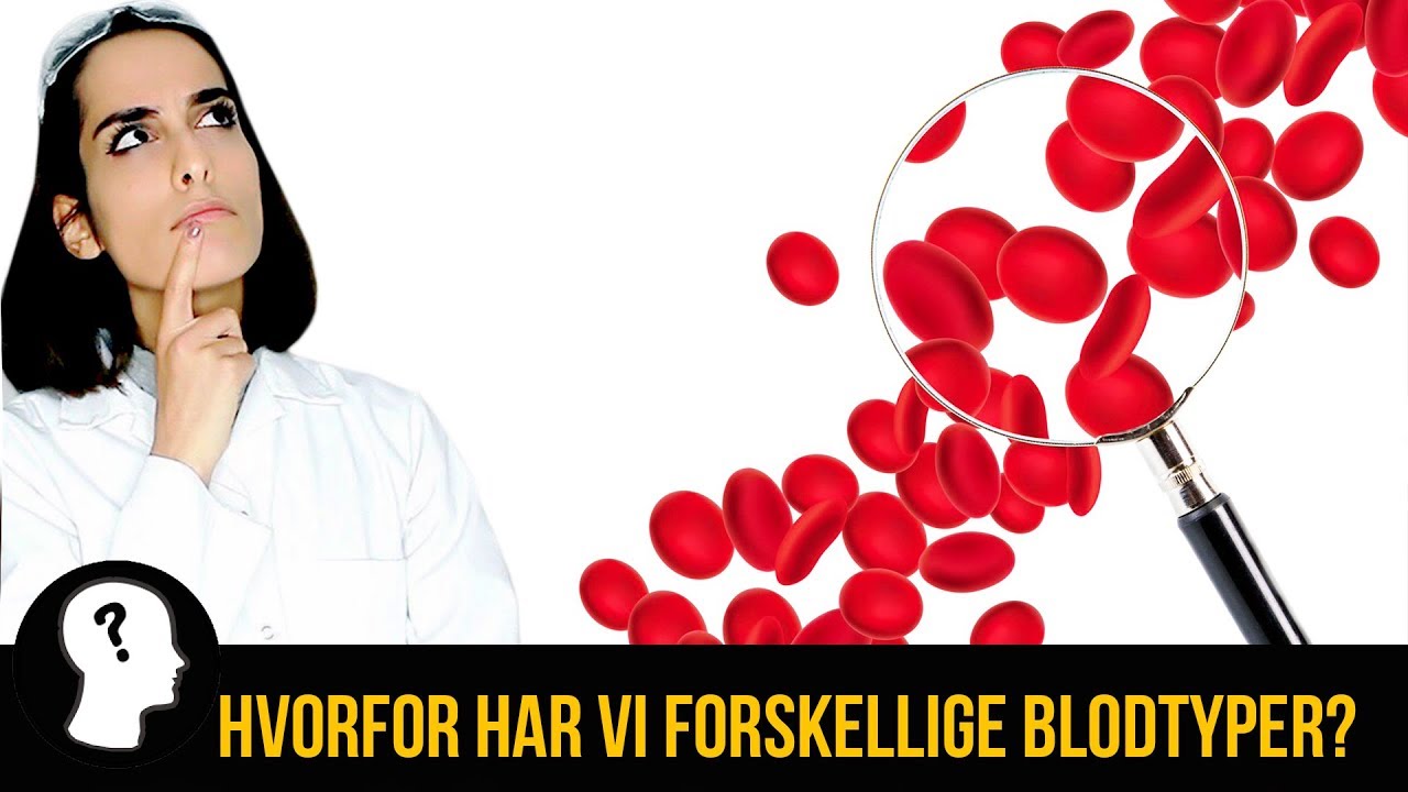 HVORFOR HAR VI FORSKELLIGE BLODTYPER?