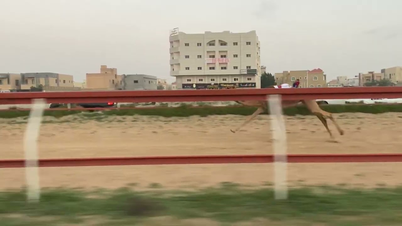 الشوط 1  / 1-2-2026