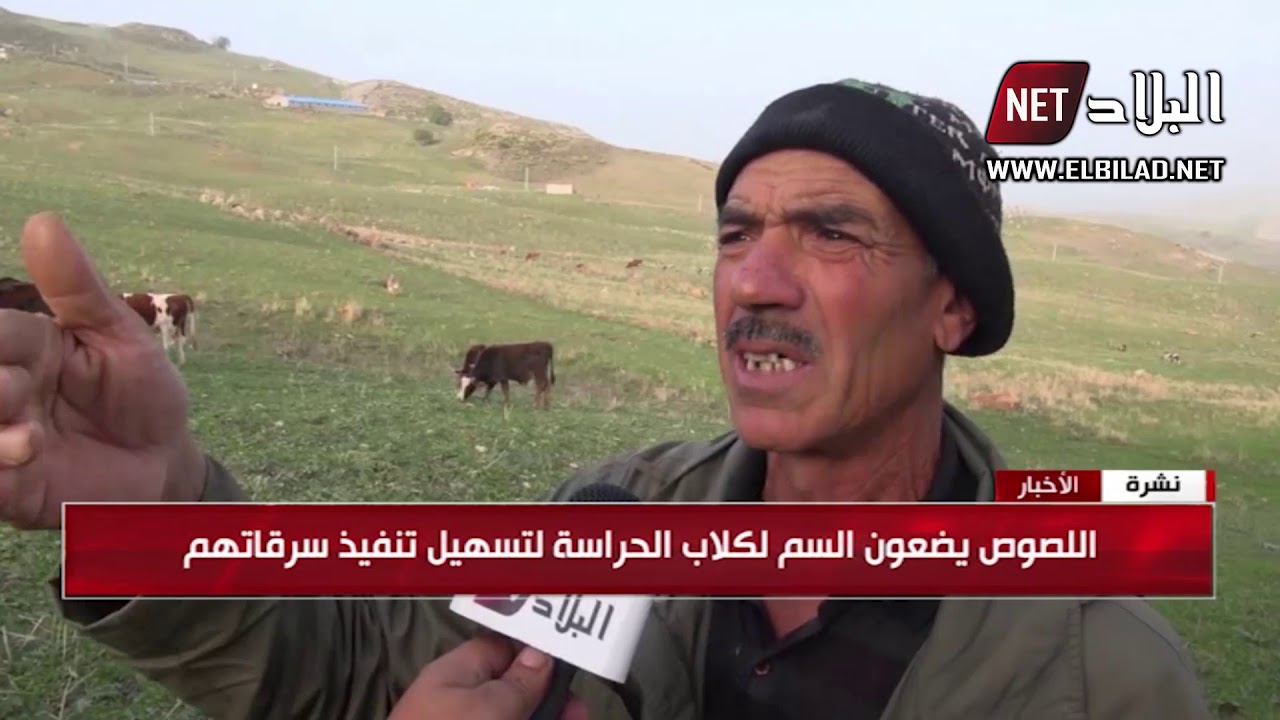 قالمة : عصابات السطو على المواشي في تزايد مستمر ببلدية عين العربي