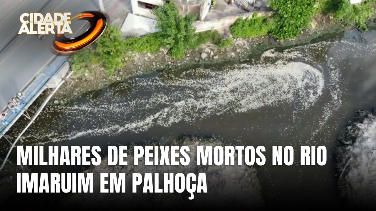 Milhares de peixes aparecem mortos no Rio Imaruim em Palhoça