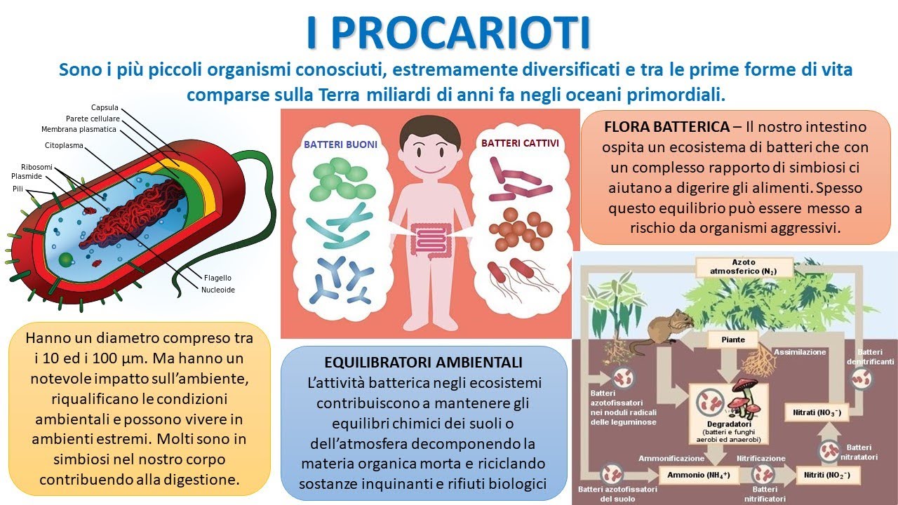 I PROCARIOTI