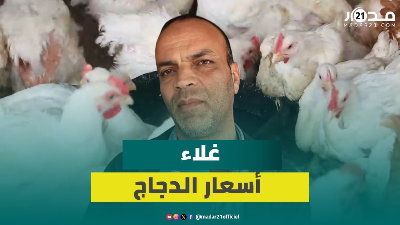 تراجع العرض من الدجاج يرفع سعر الكيلوغرام إلى 16 درهما