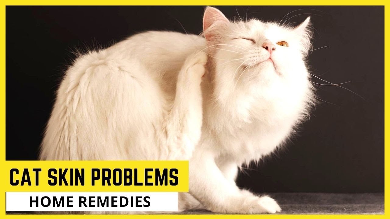 Cat Skin Problems Home Remedies🐱Cat Skin Allergies Home Remedies