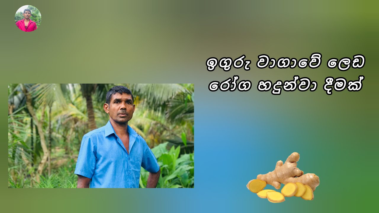දිලීර රෝගයෙන් ඔබගේ ඉගුරු වගාවත් බේරා ගන්න#sirilakgovibima#sinhala