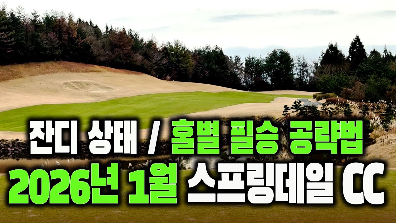 1월 제주 골프, 잔디 실화? 스프링데일 CC 코스 공략 & 실시간 컨디션 총정리!              #제주골프  #스프링데일CC #서귀포골프장 #1월제주골프