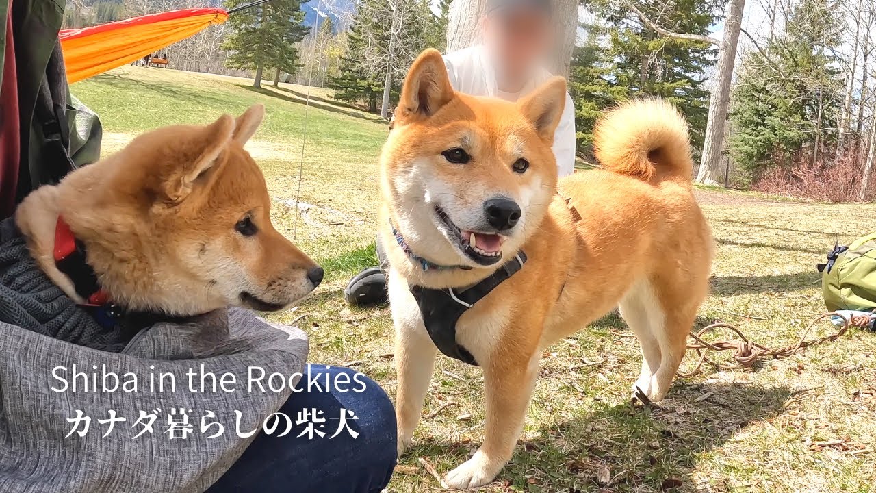 好みのタイプのお兄さんに撫でてもらい、ご満悦の柴犬ナラ。【4K】子犬の社会化トレーニング。