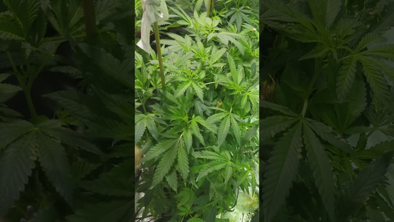 Week 1 of flower 1200 watt grow tent