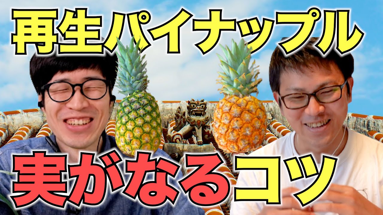【再生野菜】パイナップルを再生栽培で実をならせるコツと注意点をけんゆーさんに聞いてみた（前半）【リボベジ】