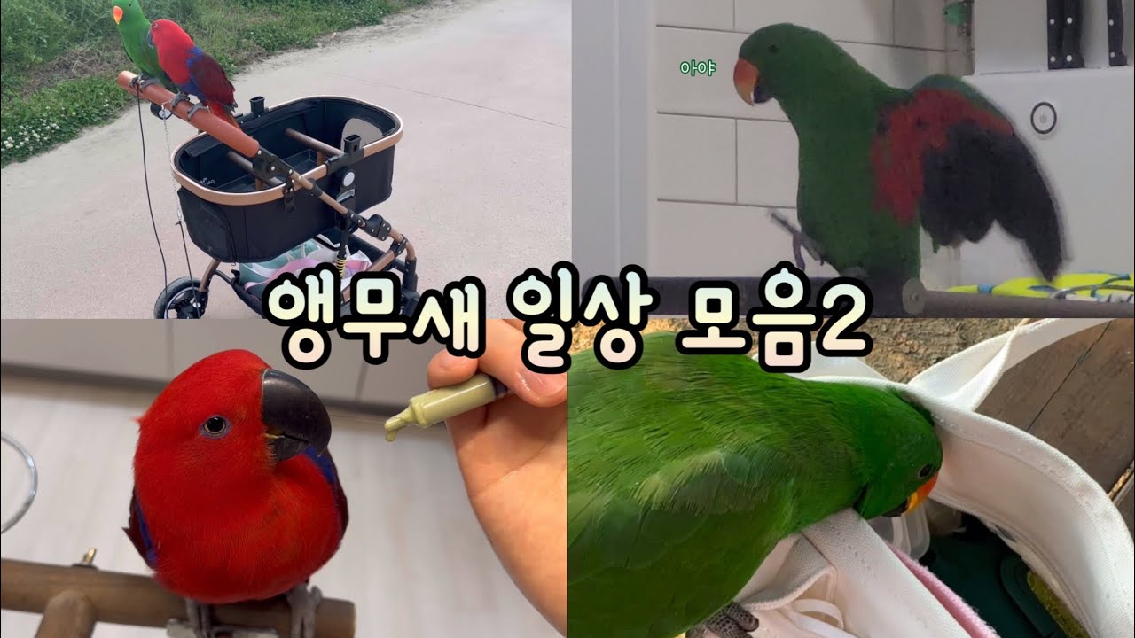 [지구젤리/일상] 자투리 일상 영상 모음! #유모차산책 #먹방 #쫑알쫑알