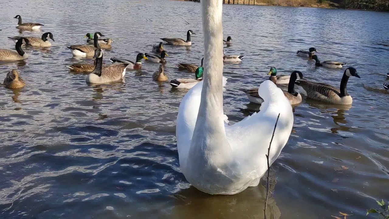 Mute swan sounds
