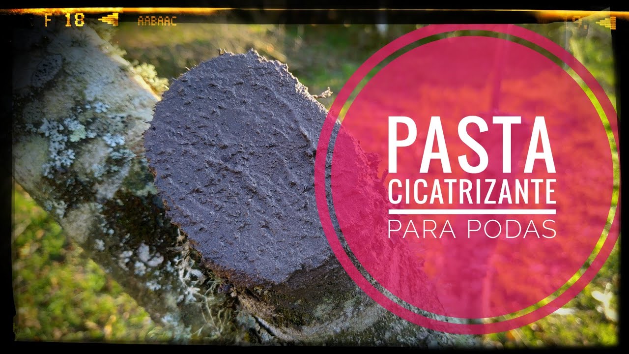 Cómo hacer pasta CICATRIZANTE || 🌳aplicación en podas de árboles🍋 || Evita problemas 💪 en tus PODAS