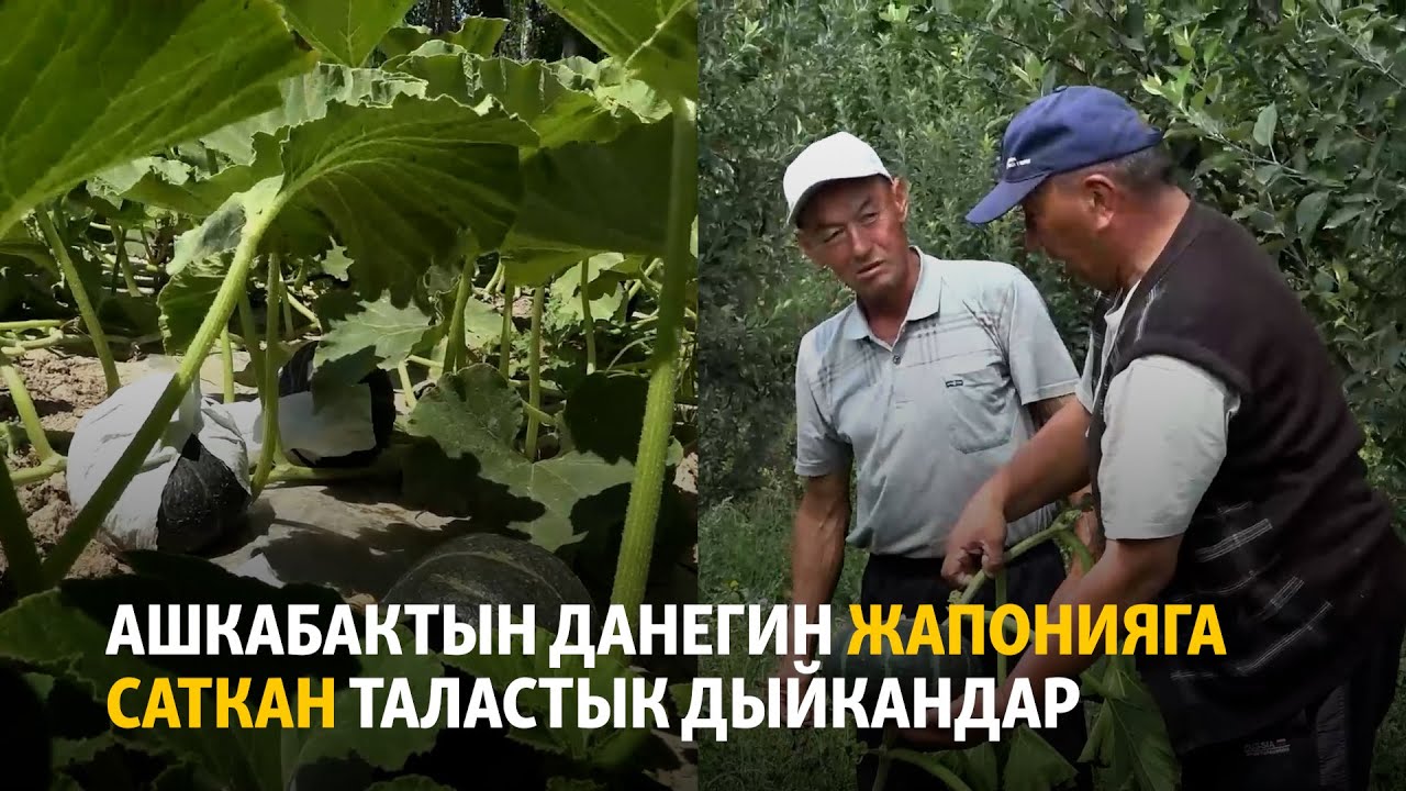 Ашкабактын данегин Жапонияга саткан таластык дыйкандар