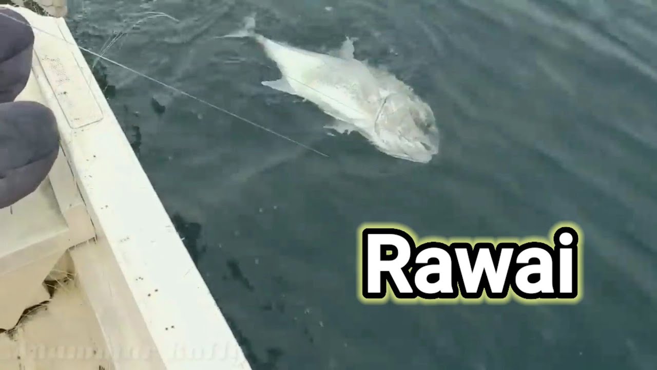 RAWAI || Santainya memasang umpan rawai ini hasilnya MANTAP