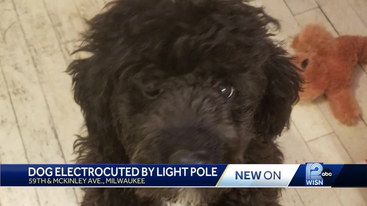 Dog electrocuted by light pole